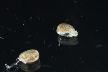 Media type: image;   Malacology 393728 Description: live specimen;